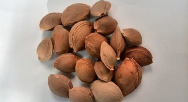 Jak zasadit meruňku z kamene v zemi na otevřeném poli, pěstovat a pečovat o ni